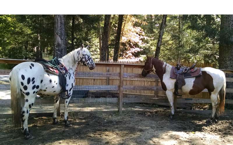Ruggiero's Public Horseback Riding at the Painted Pony Ranch Minutes from Lake and