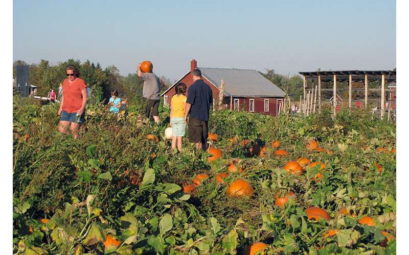 Ellms Family Farm in Ballston Spa, NY Enjoy OldFashioned Activities