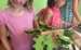 Make A Fairy House Activity