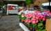 Spring flowers