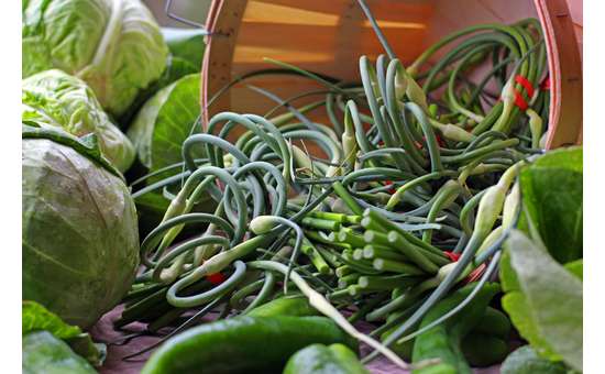 Garlic scapes at the outdoor summer market.