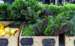 Swiss chard, bibb and squash at the outdoor summer market.