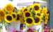 Fresh cut sunflowers at the outdoor summer market.