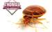 Bed Bugs -Yes, we can assist with them!