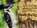 Bark Butter has attracted over 100 species of birds!