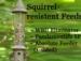 Help us solve your squirrel problems