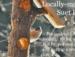 Try our suet log - locally made - hang anywhere!
