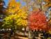 Lake George Fall Colors for brochure.