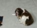 We even have a distillery dog!!!