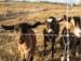 Meet our chevre farmers hard at work!