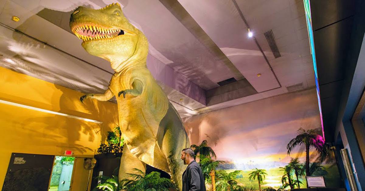 t-rex display