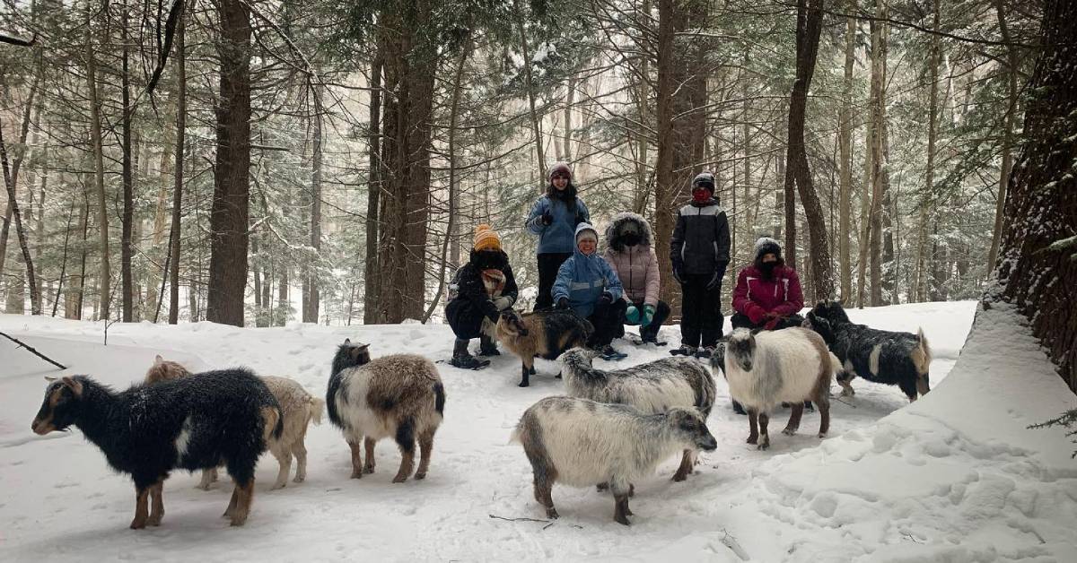snowshoers in the woods with goats
