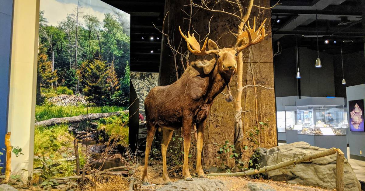 large moose exhibit in a museum