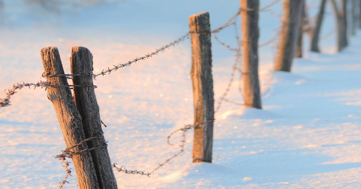 barbed wire fence in the snow