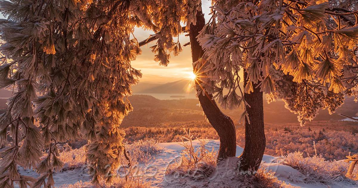 tree on summit in winter