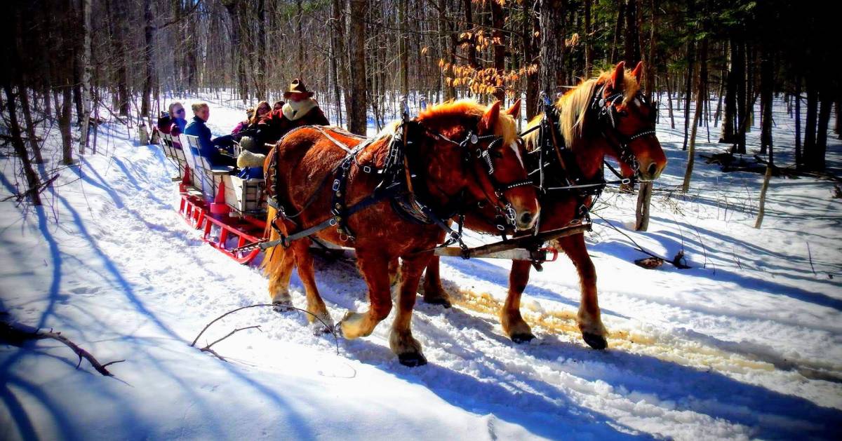 horses pulling a sleigh