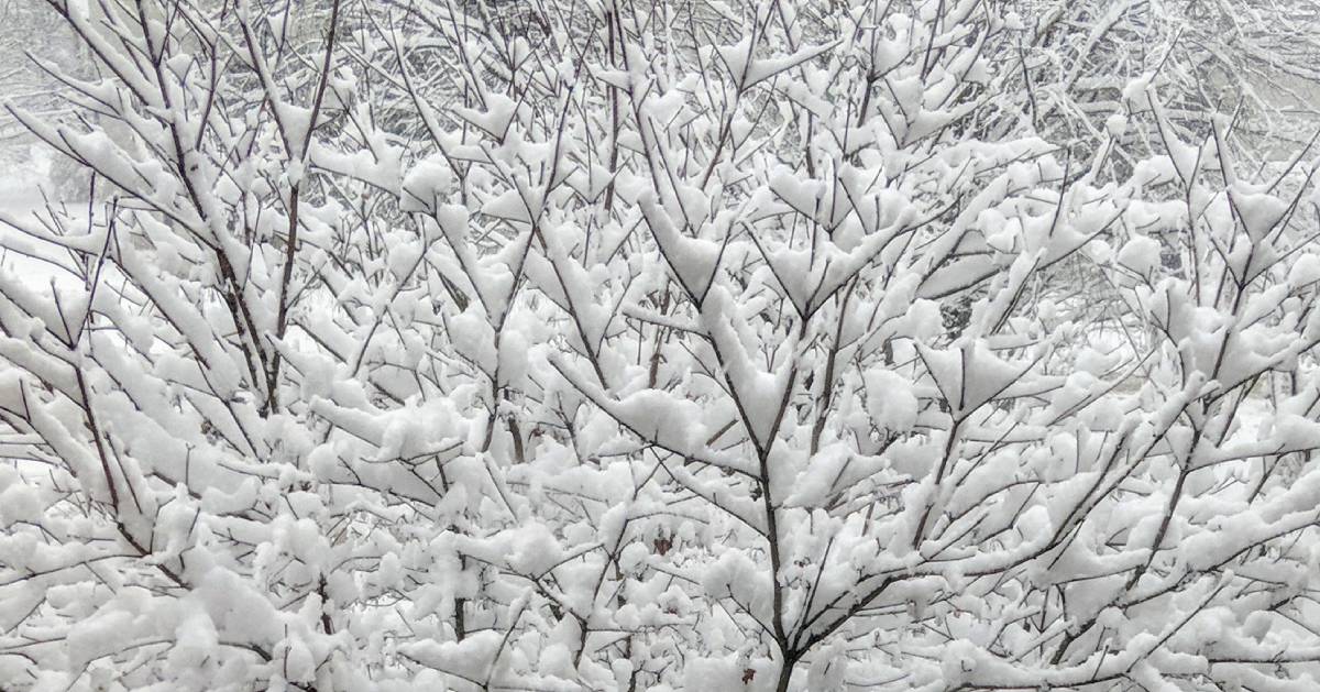 snow covered tree