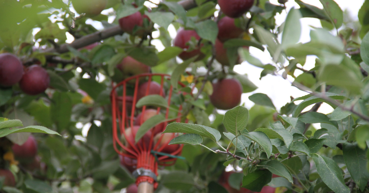 red apples and a bucket in tree