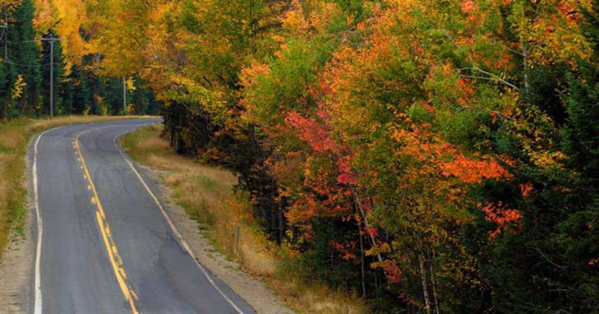 fall foliage road