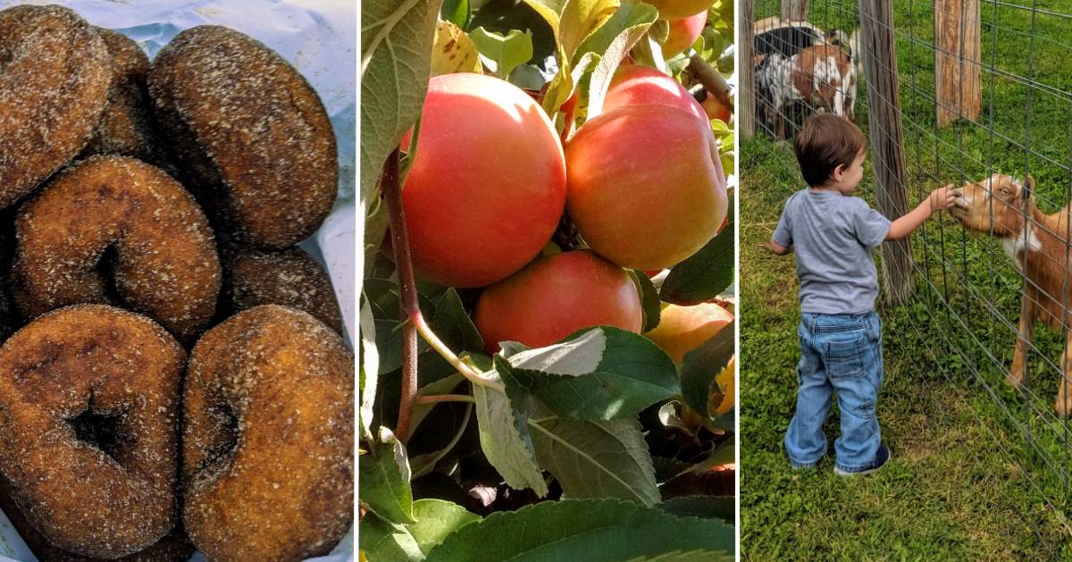 image split in three with cider doughnuts, apples on tree, and kid visiting a goat