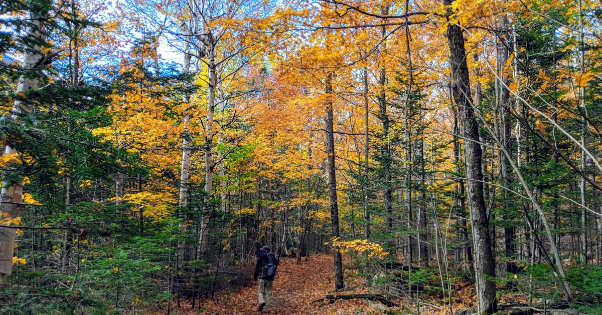 man hiking in woods in fall