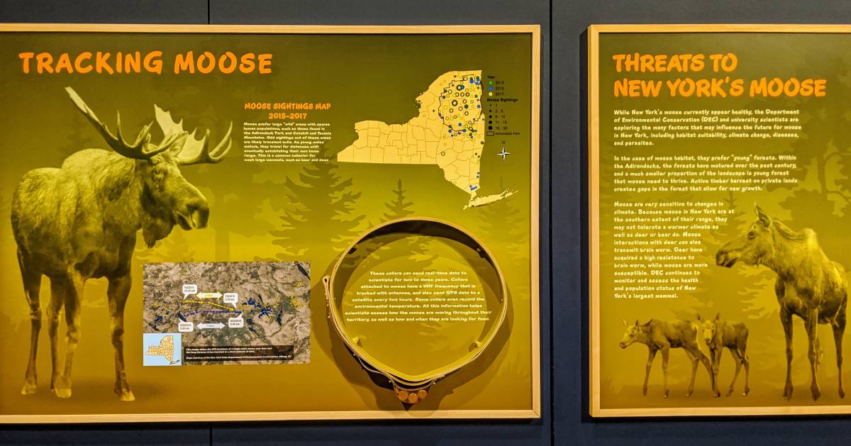 moose signage in museum