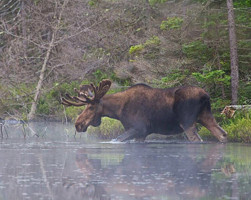 moose going into a stream