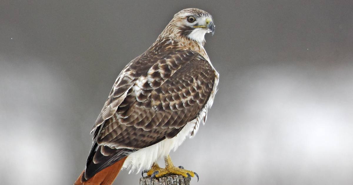 red-tailed hawk