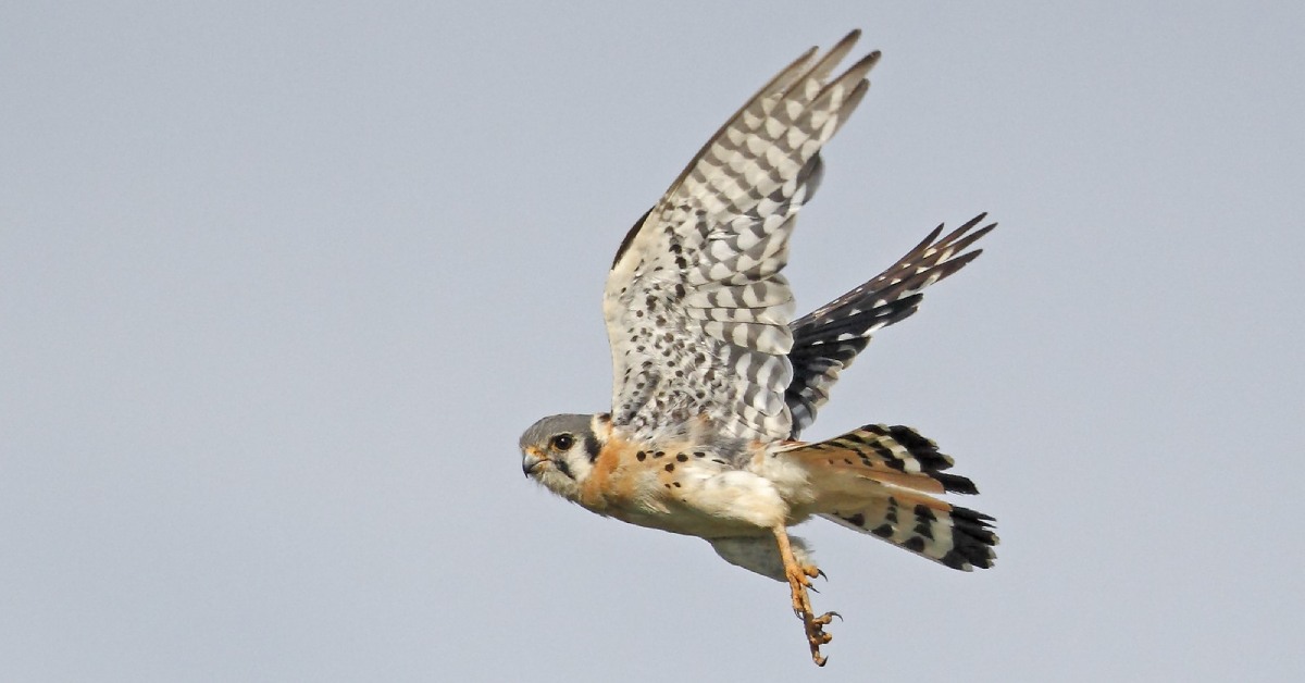 an american kestral