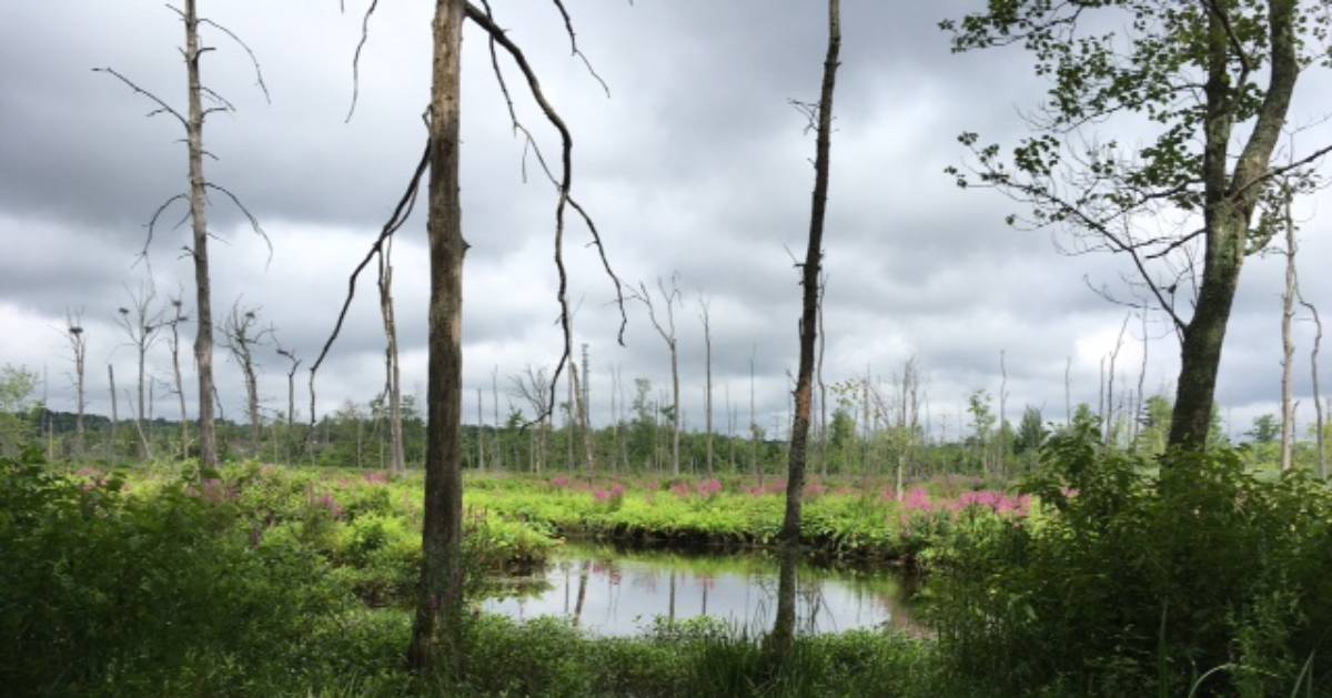 ballston creek preserve