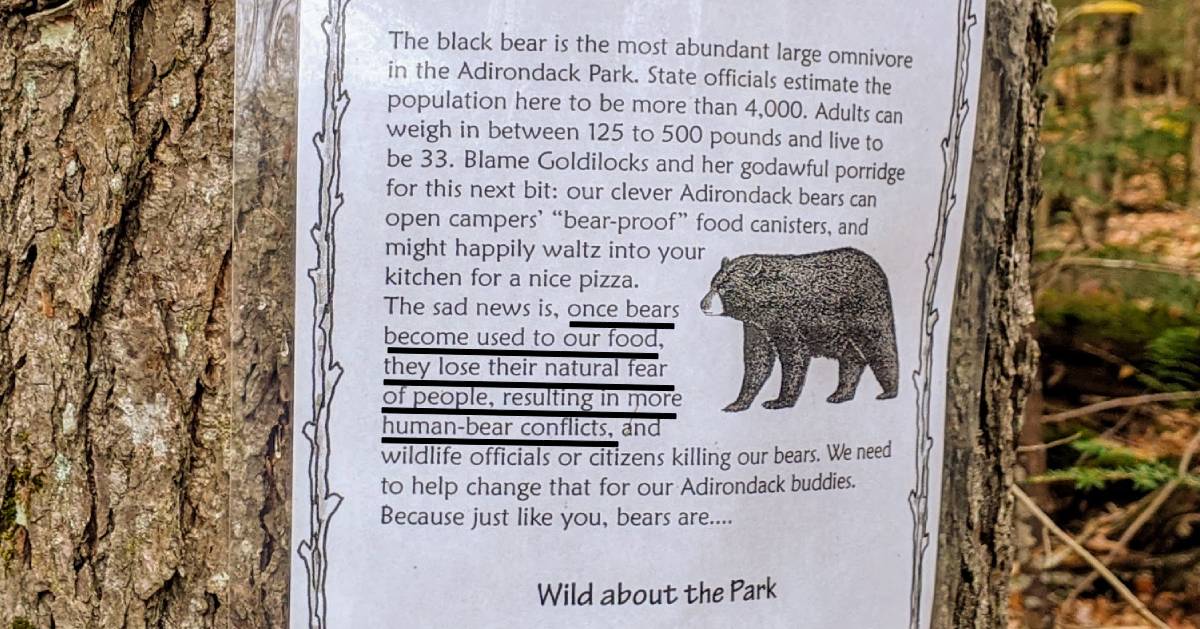 poster on bears on tree