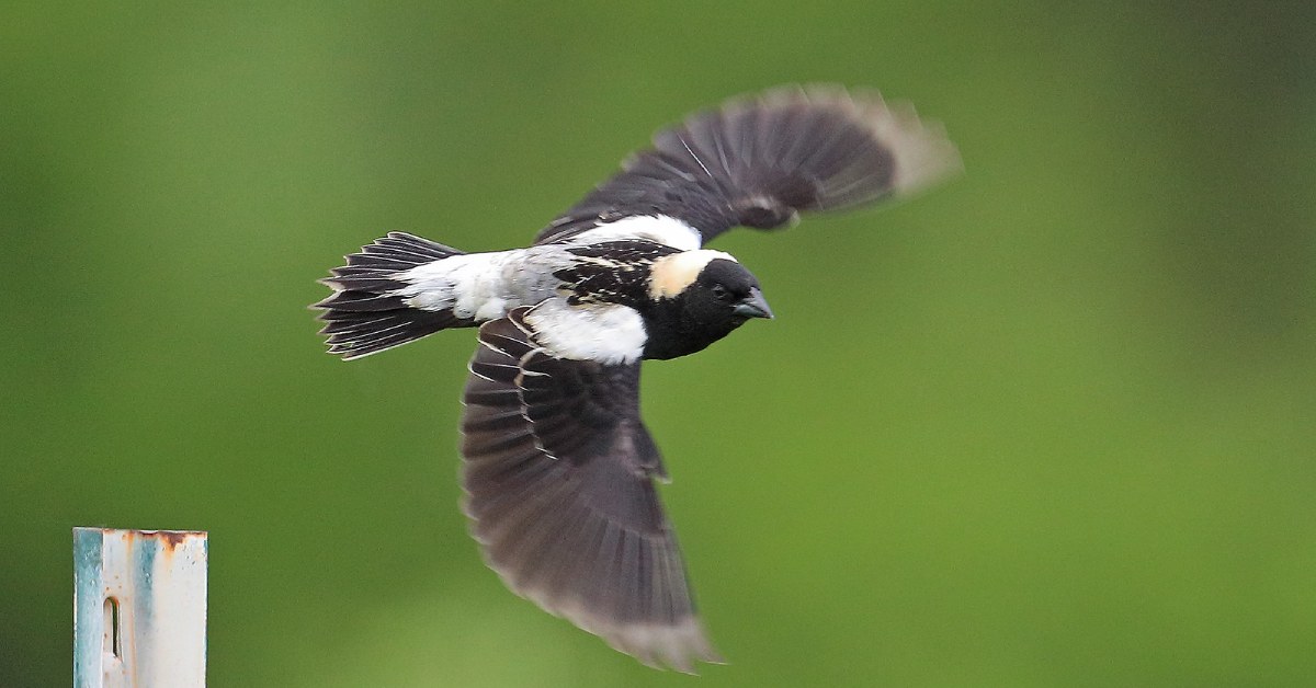 bobolink