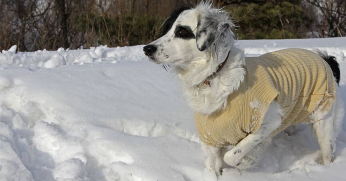 dog wearing a coat and walking on snowy ground
