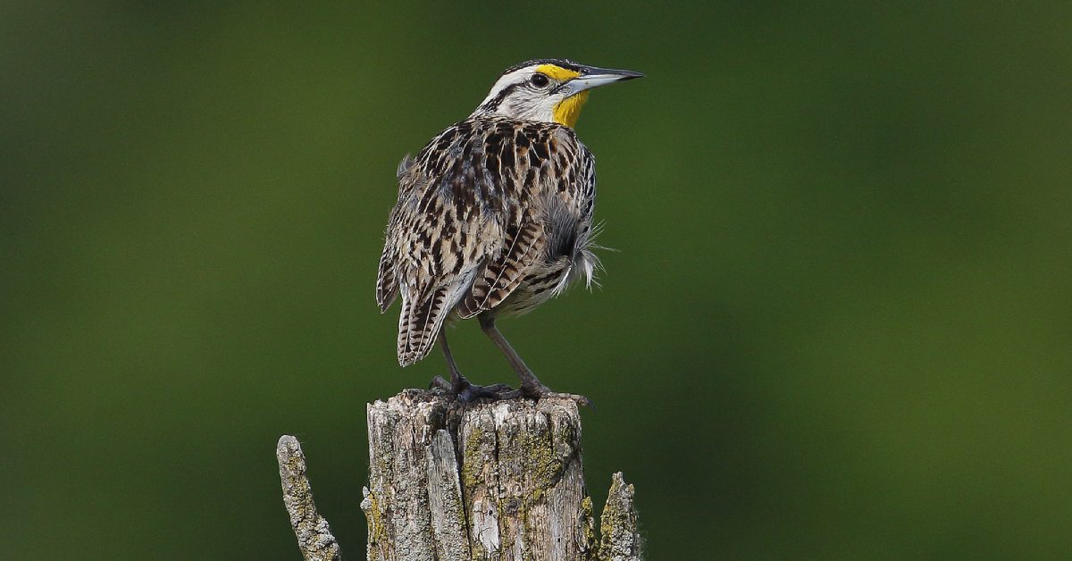 eastern meadowlark