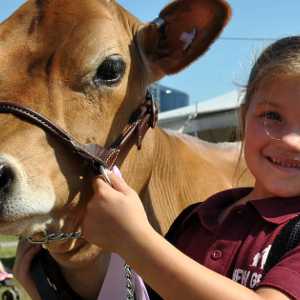 girl showing a cow at the fair