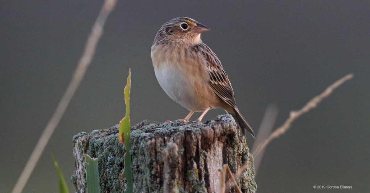 grasshopper sparrow