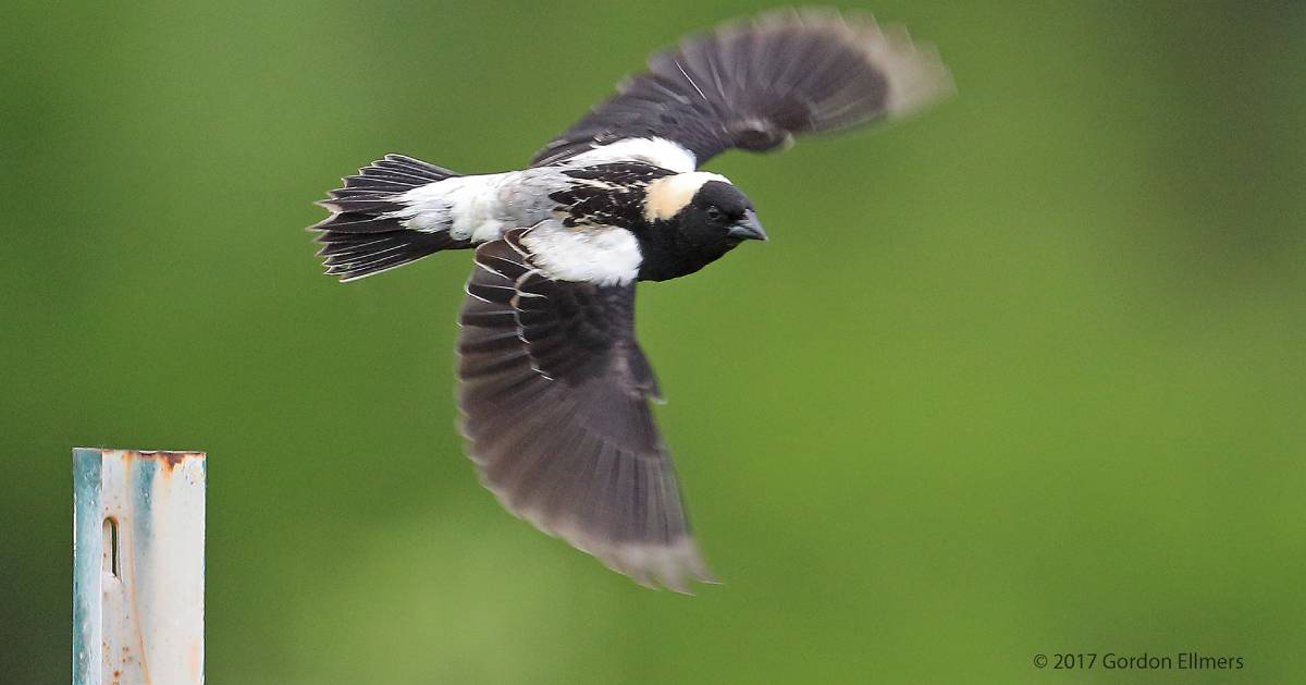 a bobolink