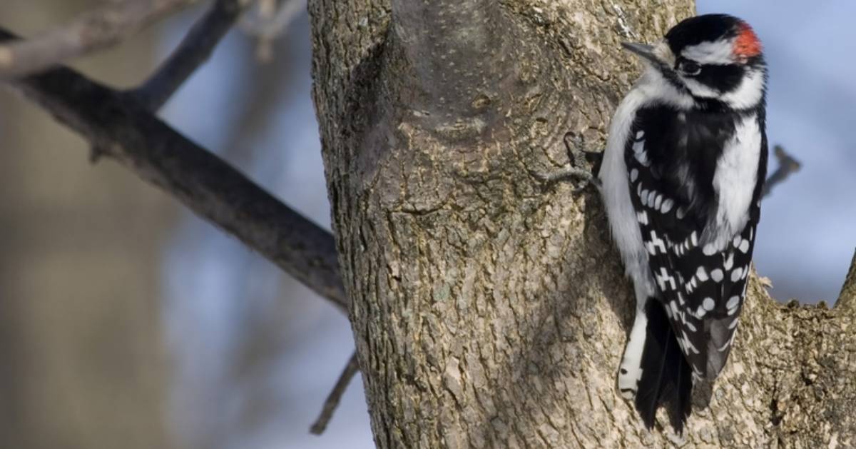 woodpecker on a tree