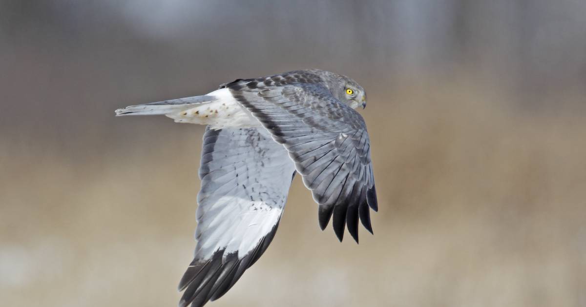 northern harrier in flight