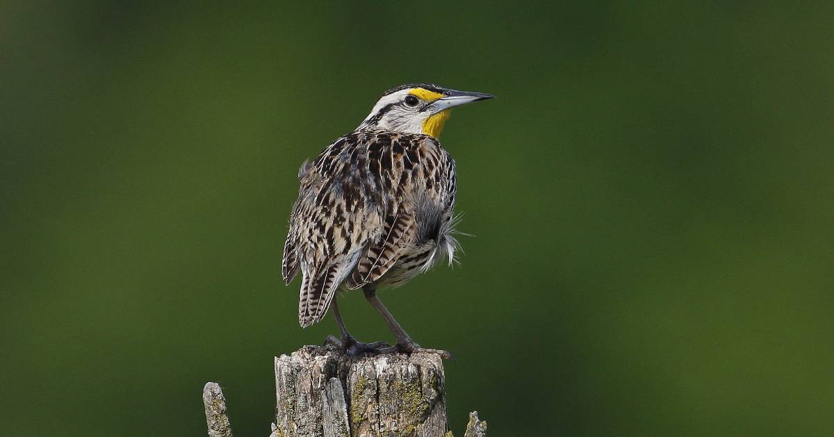 an eastern meadowlark