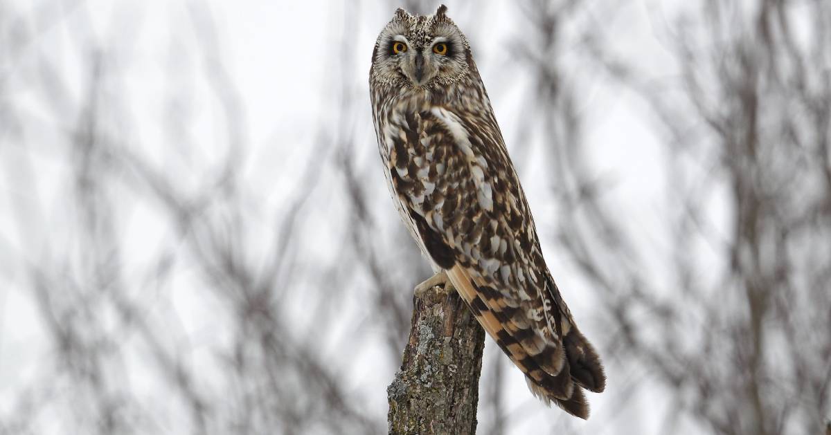 short eared owl