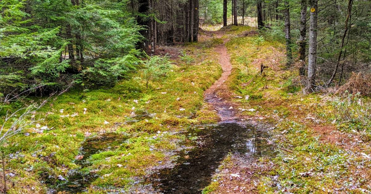 water on trail