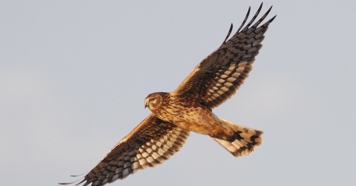 northern harrier