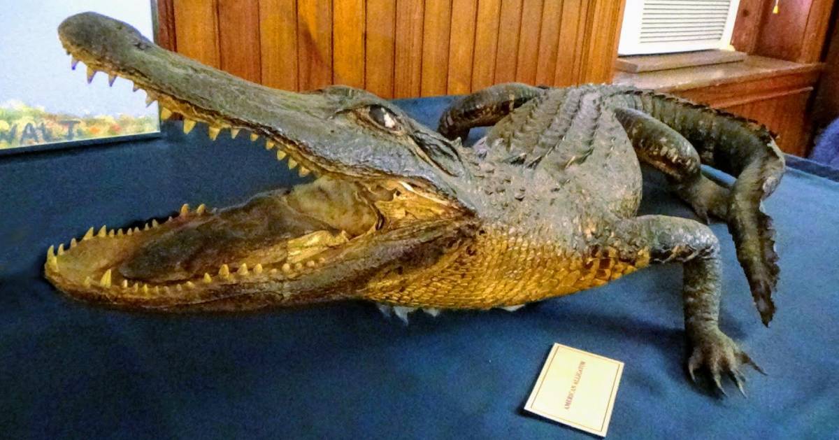 gator in a museum