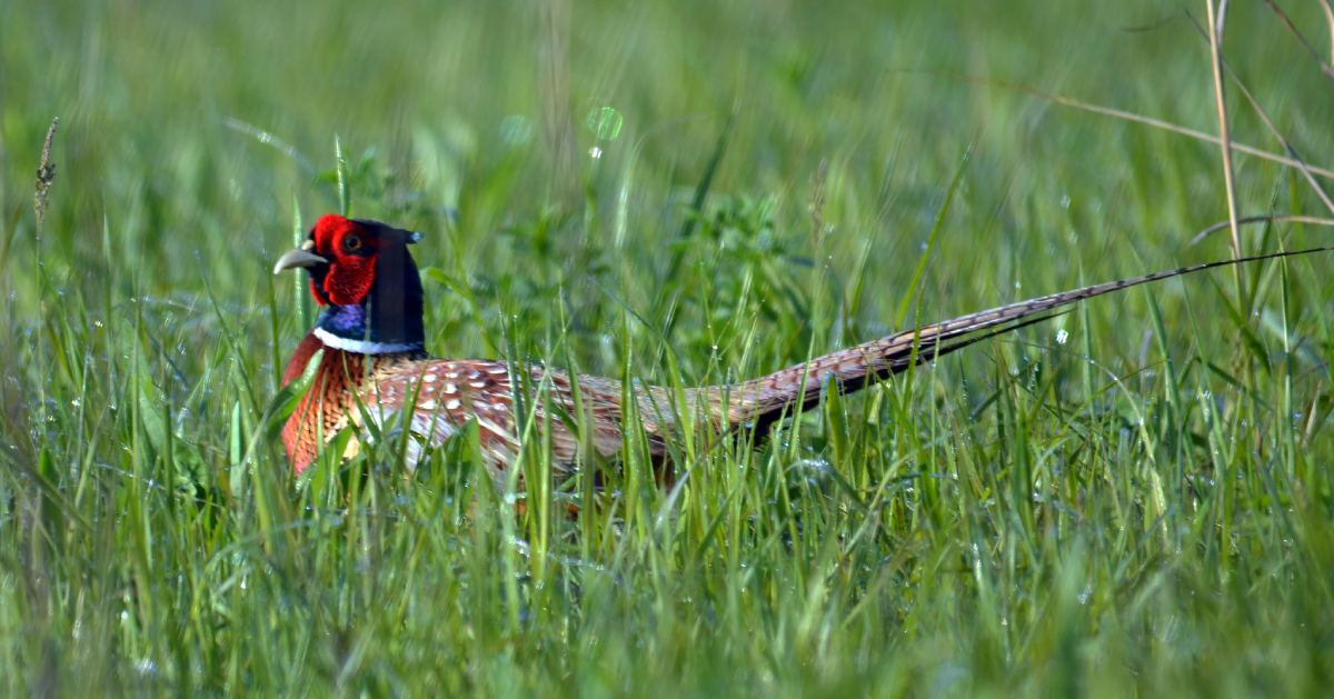 ring-necked pheasant in the grass