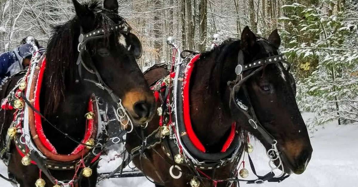 two dark horses pulling a sleigh