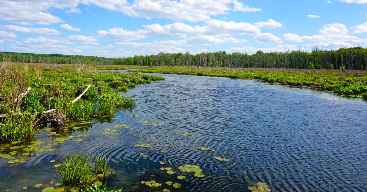 round lake preserve wetlands