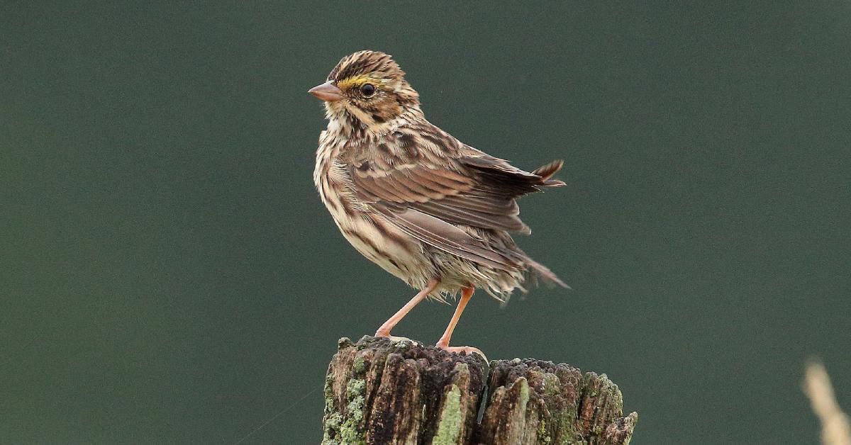 savannah sparrow