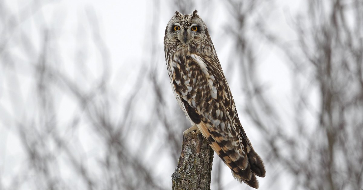 short-eared owl