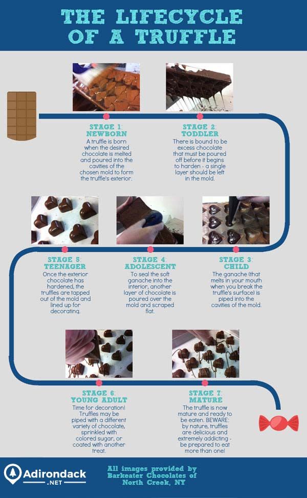Lifecycle of a truffle infographic 